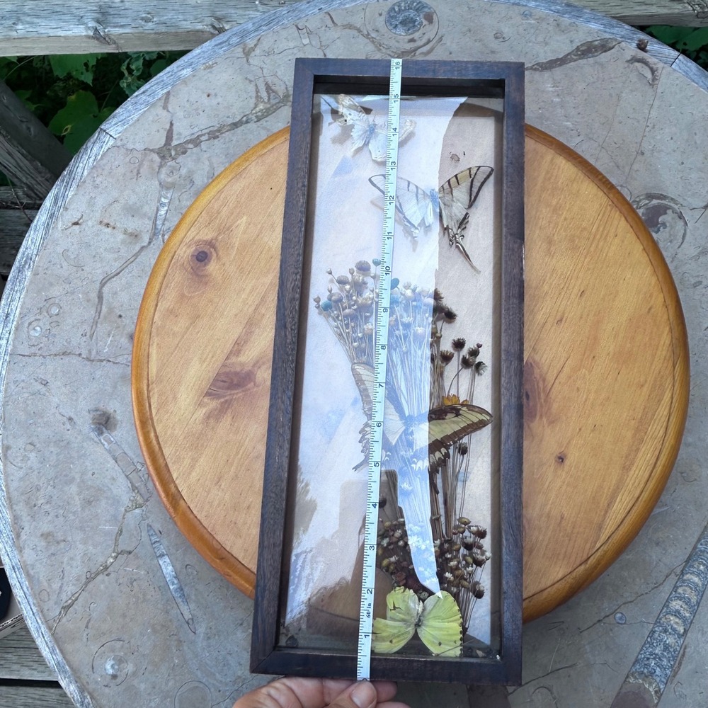 Vintage Taxidermy Butterfly Frame Real Insect Dried Flowers Large Shadow Box 16"